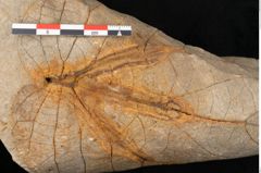 Foto (Detailansicht) von Credneria acuminata Hampe (NHMW-GEO-2024-0188-10598)